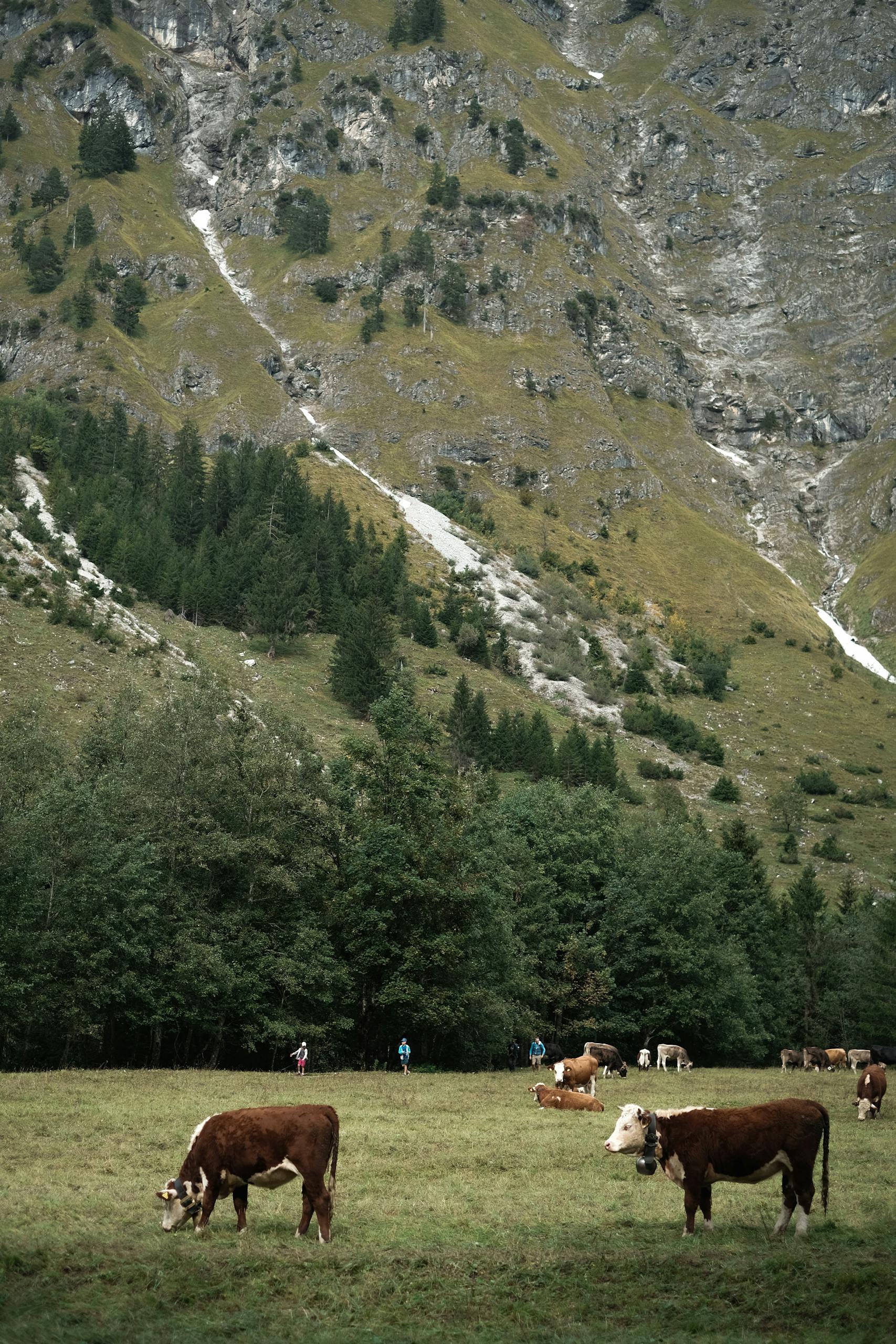 Cows grazing peacefully in an alpine meadow with a dramatic mountain backdrop.