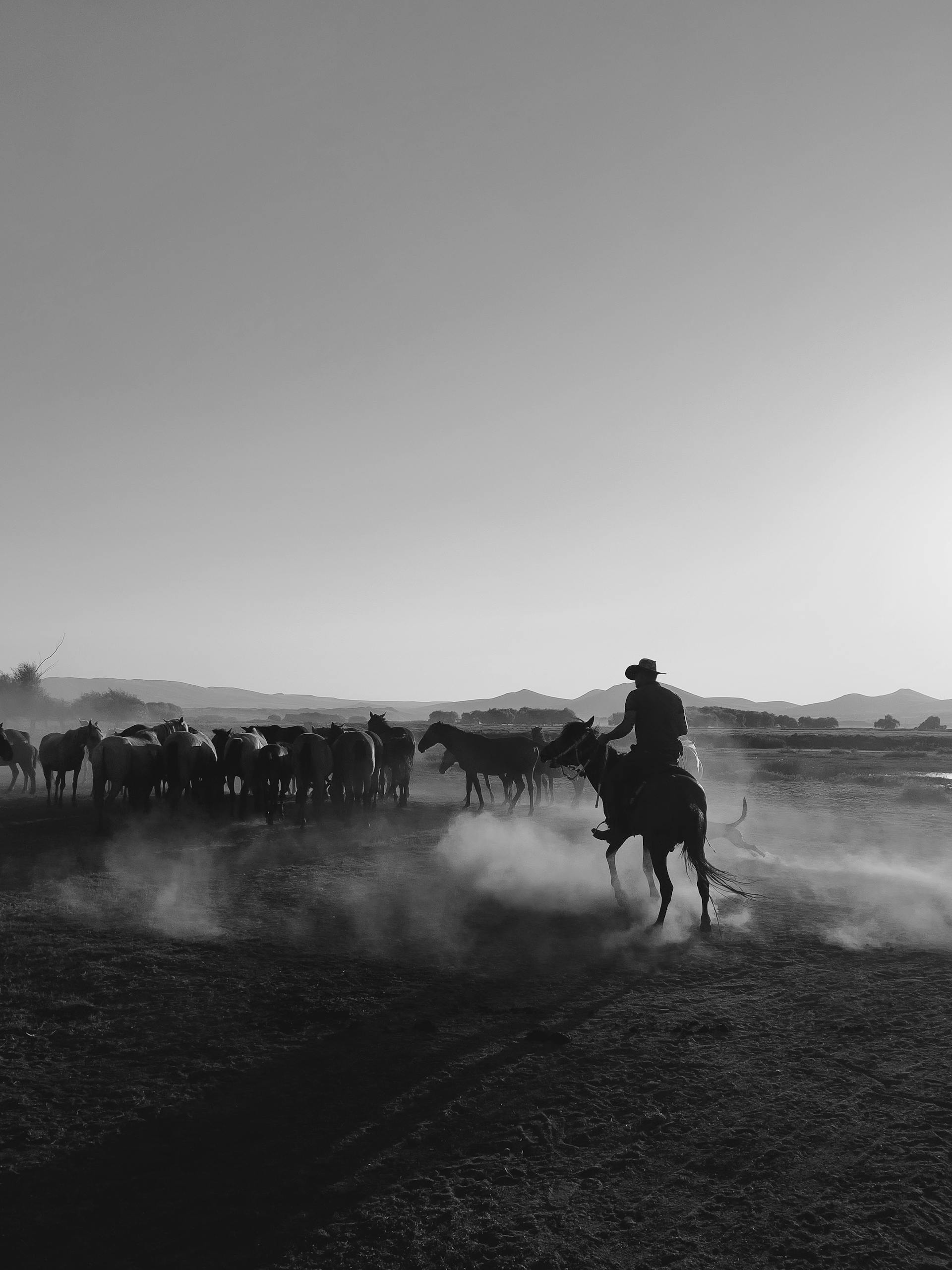 Silhouette of a cowboy herding cattle across a dusty plain at sunset.